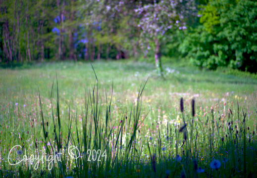 Bokeh - montre les photos à la racine de cet album Bokeh